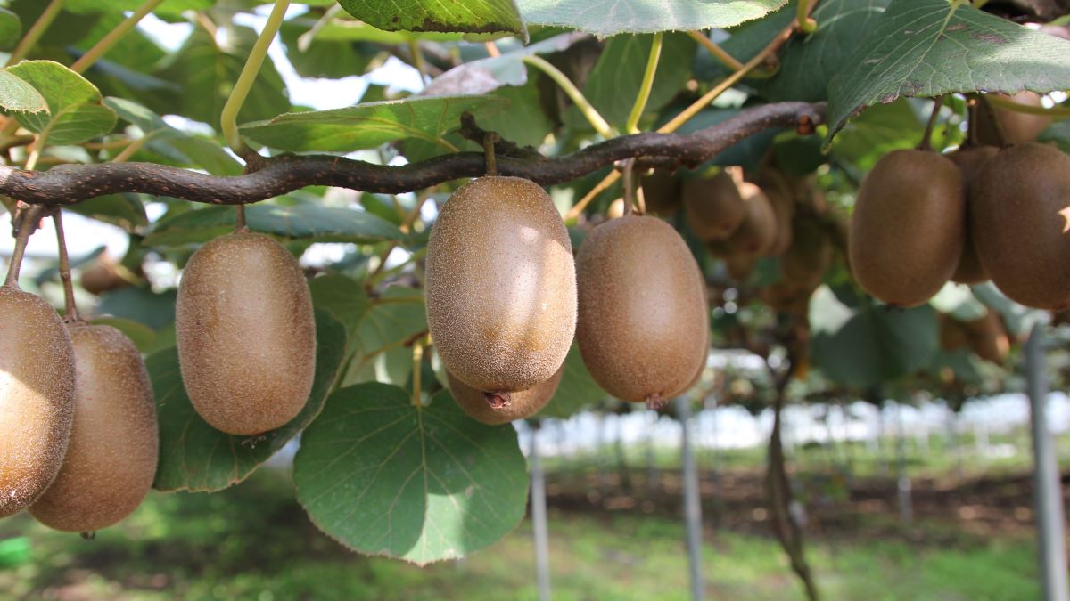 Biomarcadores de madurez para predecir el ablandamiento poscosecha en kiwi Hayward.jpg